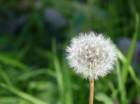 Dandelion