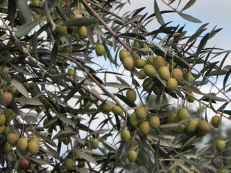 Olives