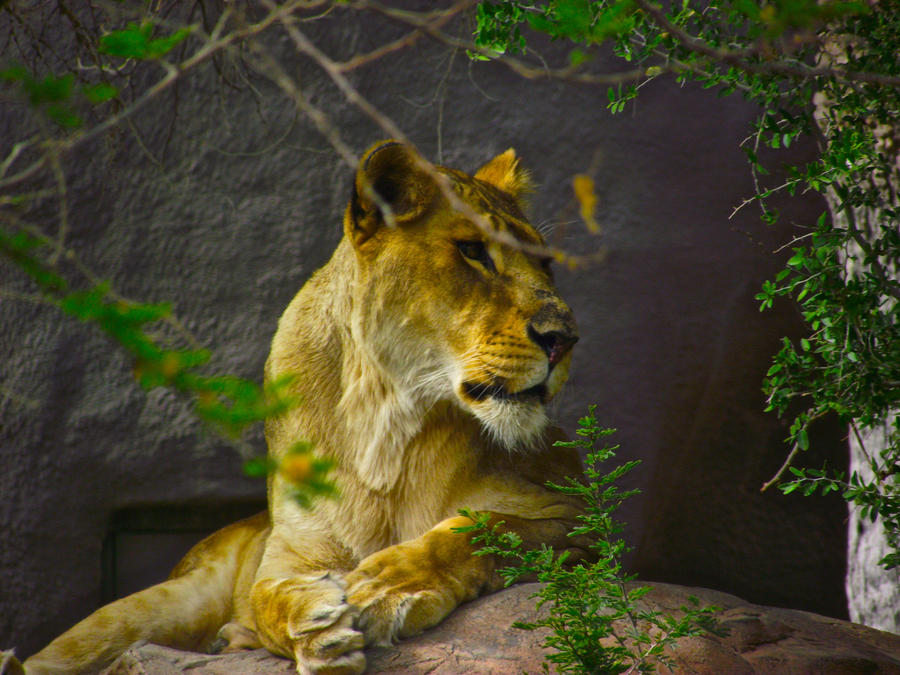 Watchful Lioness