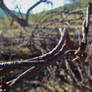 Rusty, Old Barbed Wire