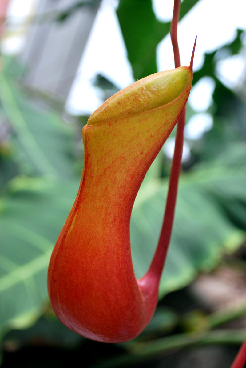 Nepenthes Pitcher