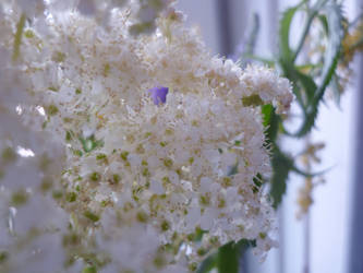 White one flower