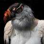 Koningsgier--King Vulture--Sar