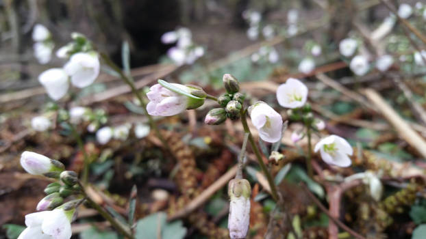 Spring Opening.