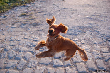 Very HAPPY DOG