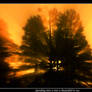 Tree crash