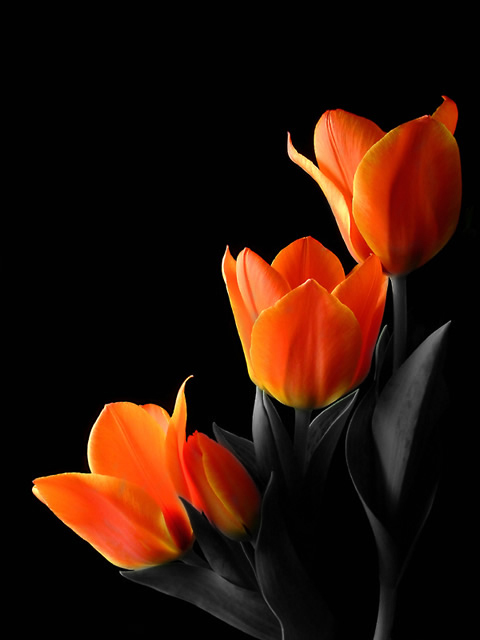 Tulips