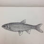 Fish-Stippling