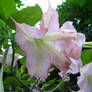 Angel's Trumpet in pink