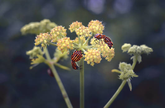 Graphosoma lineatum