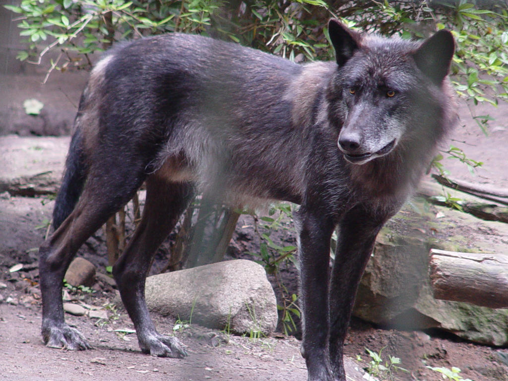 Timberwolf 3 by Meteor-Gin on DeviantArt