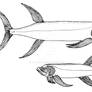 Ichthyodectes ctenodon BW