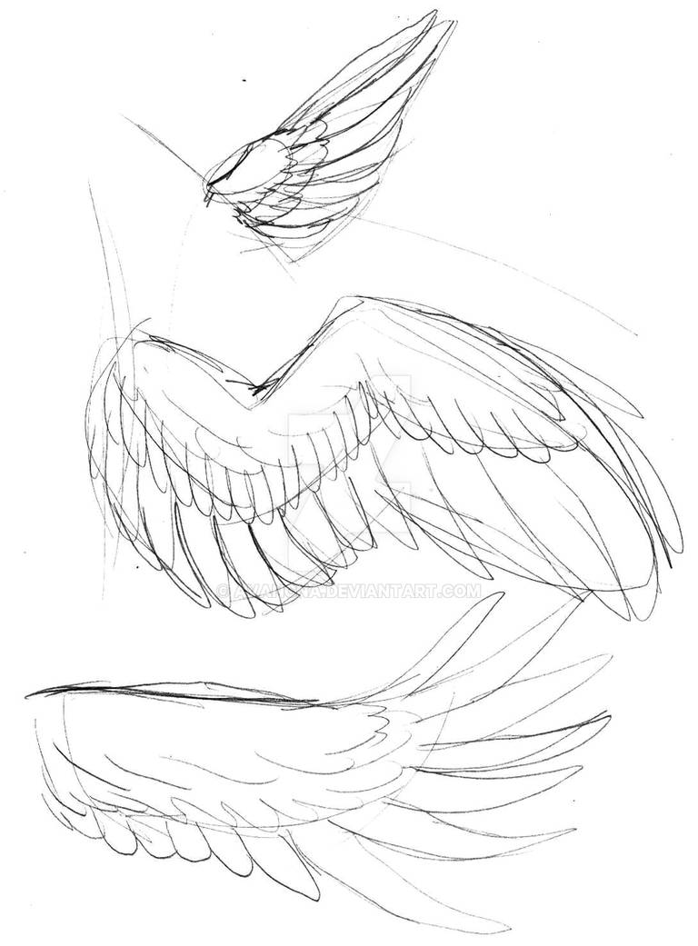 Wing Flying Reference Wing References 01 by avancna on DeviantArt