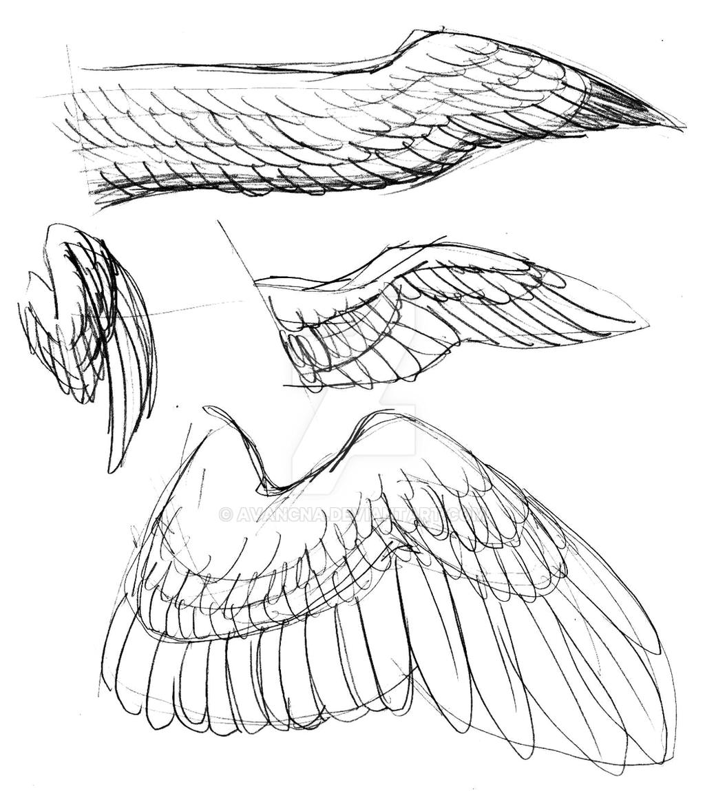 Dynamic Wing Reference Wing References 02 by avancna on DeviantArt