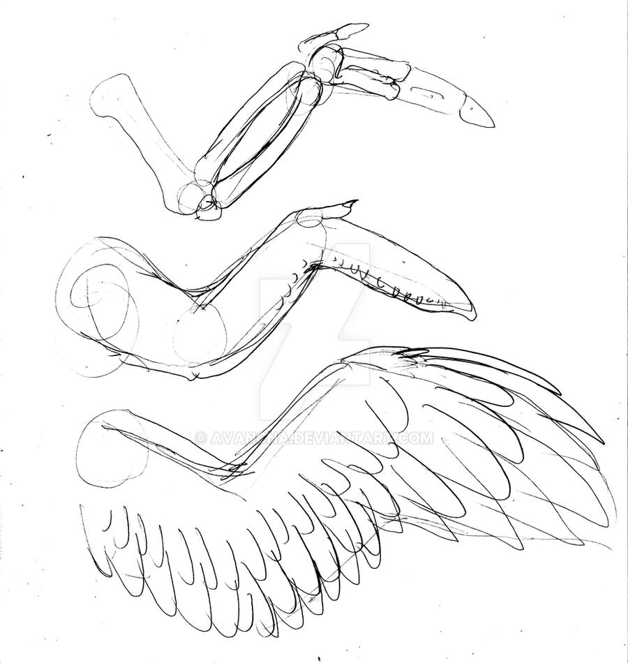 Dynamic Wing Reference Wing References 06 by avancna on DeviantArt