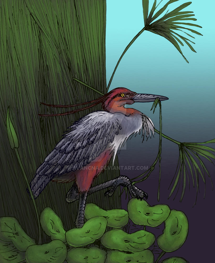 Ardea Bennuides By Avancna On DeviantArt ardea-bennuides-by-avancna-on-deviantart