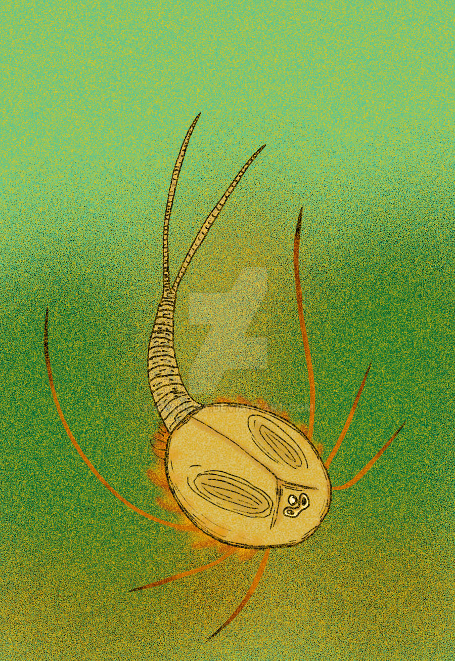 Triops beedei