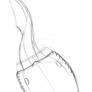 Sketch Gerronaspis dentata