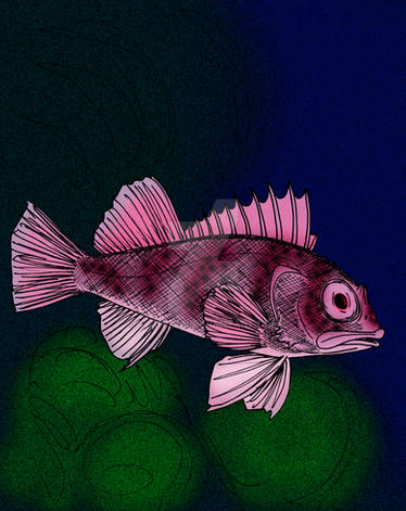 Interesting Small Fish Species of Mara Isle by SpiderMilkshake on