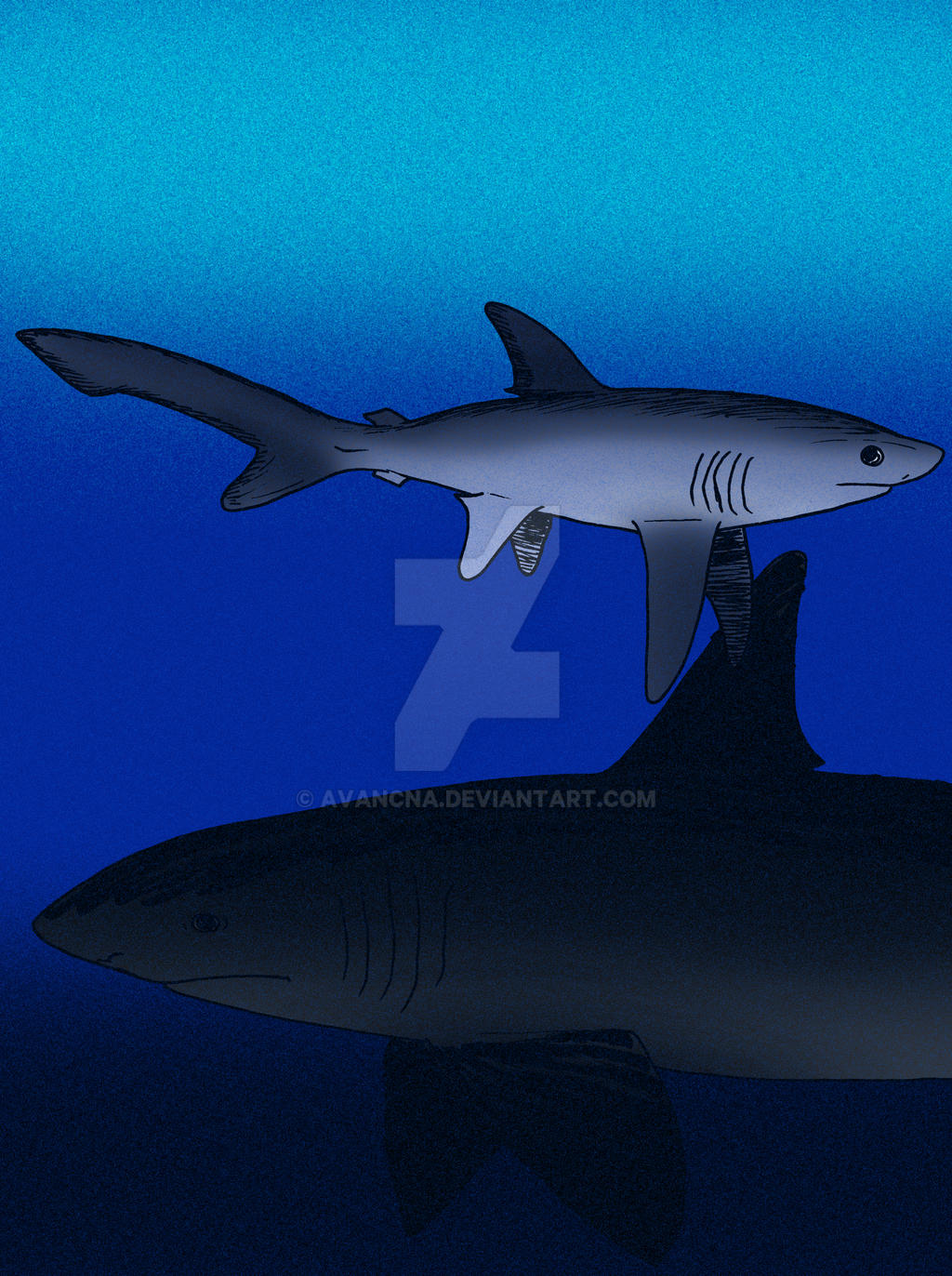 Alopias grandis by avancna on DeviantArt