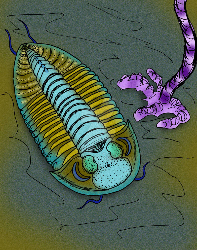 Strabops Trypaulites calypso by avancna on DeviantArt