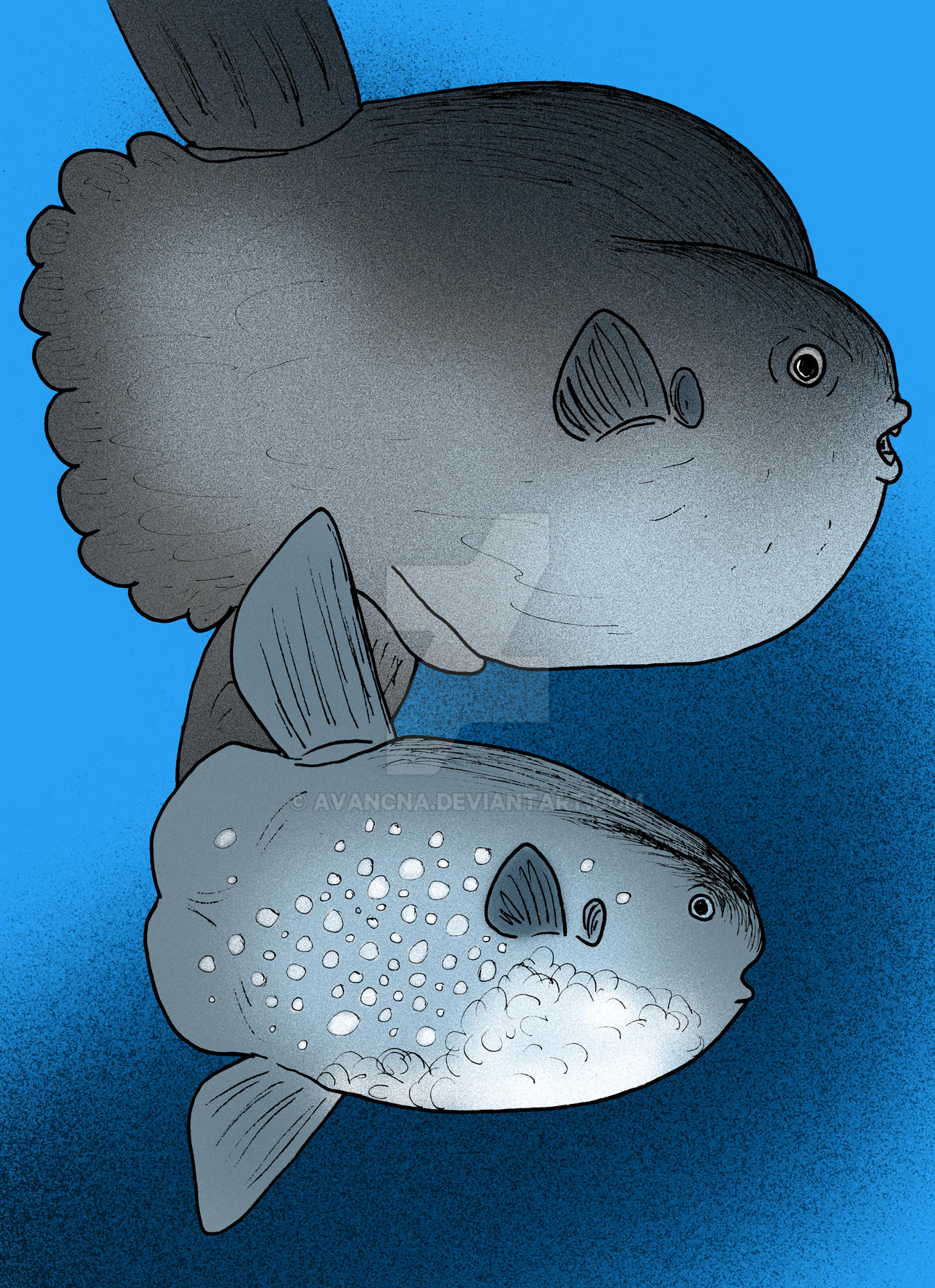 Mola tecta by avancna on DeviantArt