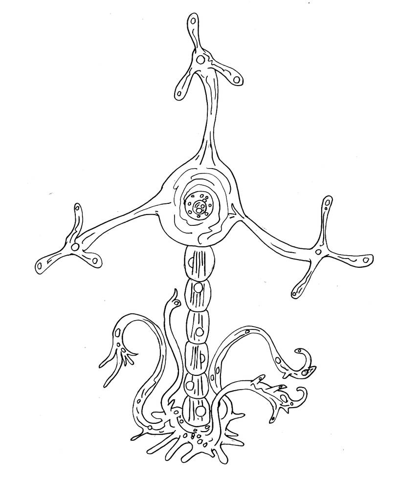Cajal BW by avancna on DeviantArt
