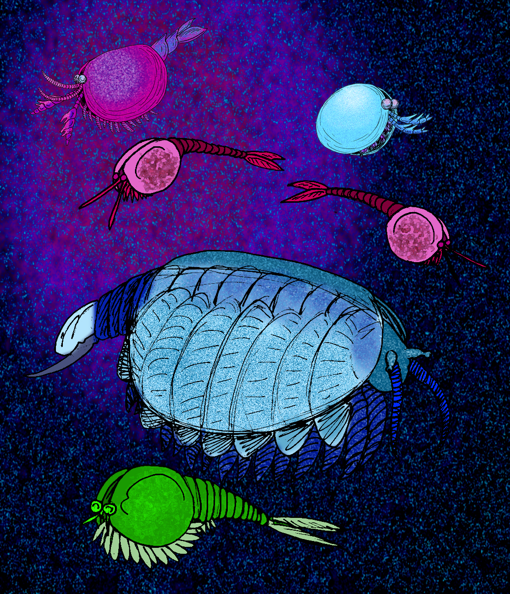 Cambrian Euarthropods