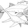 Leedsichthys problematicus BW