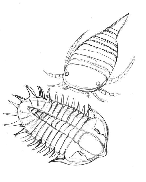 Strabops Sketch Strabops thacheri by avancna on DeviantArt