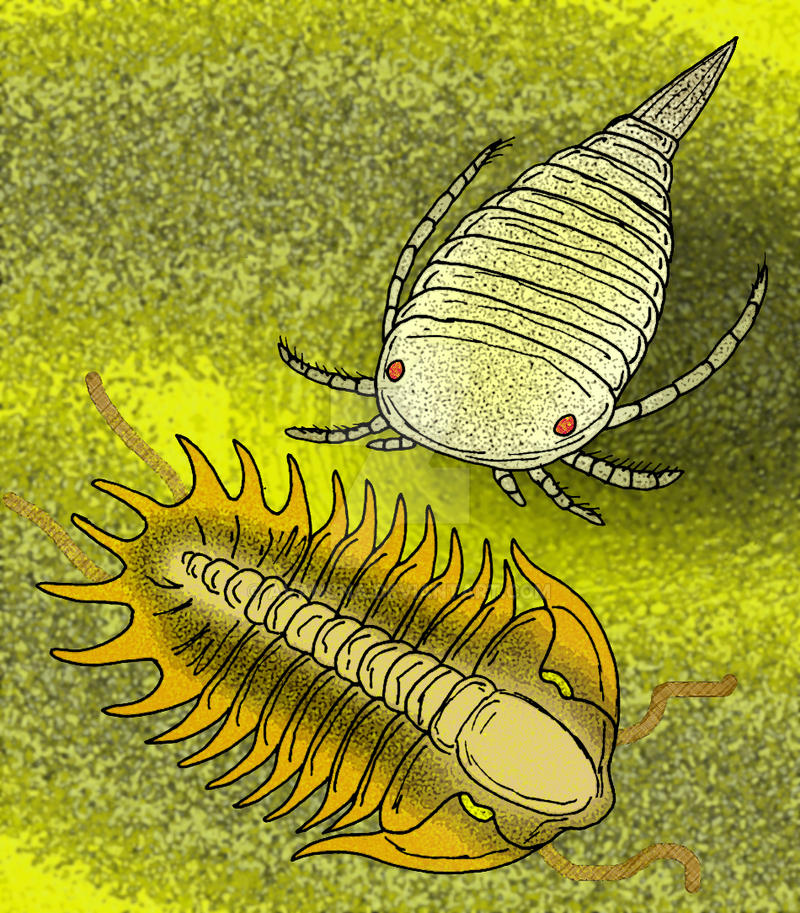 Strabops Strabops thacheri by avancna on DeviantArt