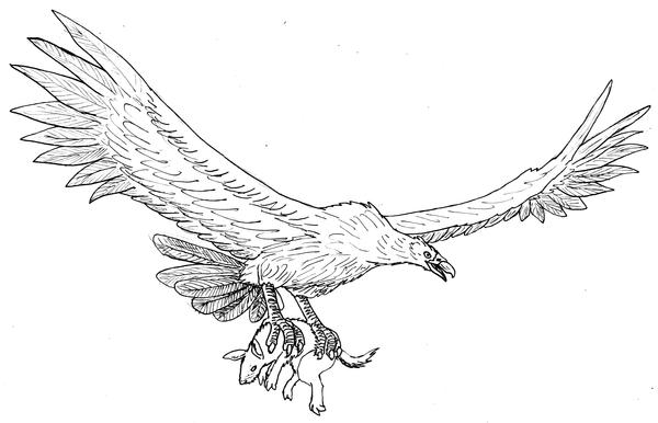 Argentavis magnificens V2 BW