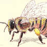Just a little honey bee