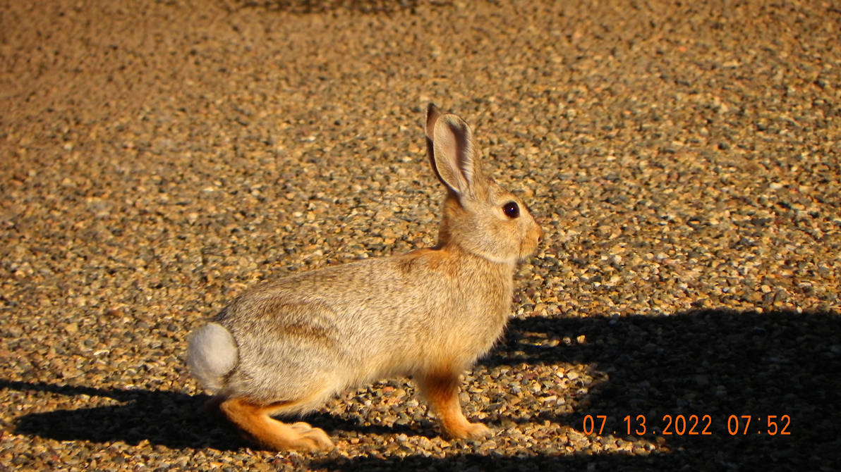 Cute Rabbit by CreativeT01 on DeviantArt