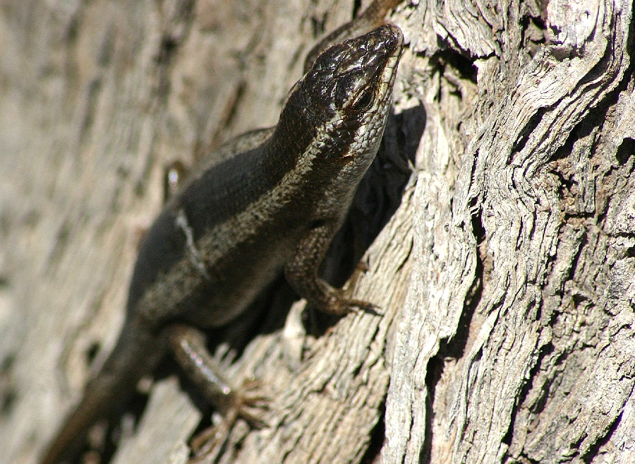 Lizard3 - Namibia