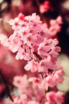 Cherry blossom