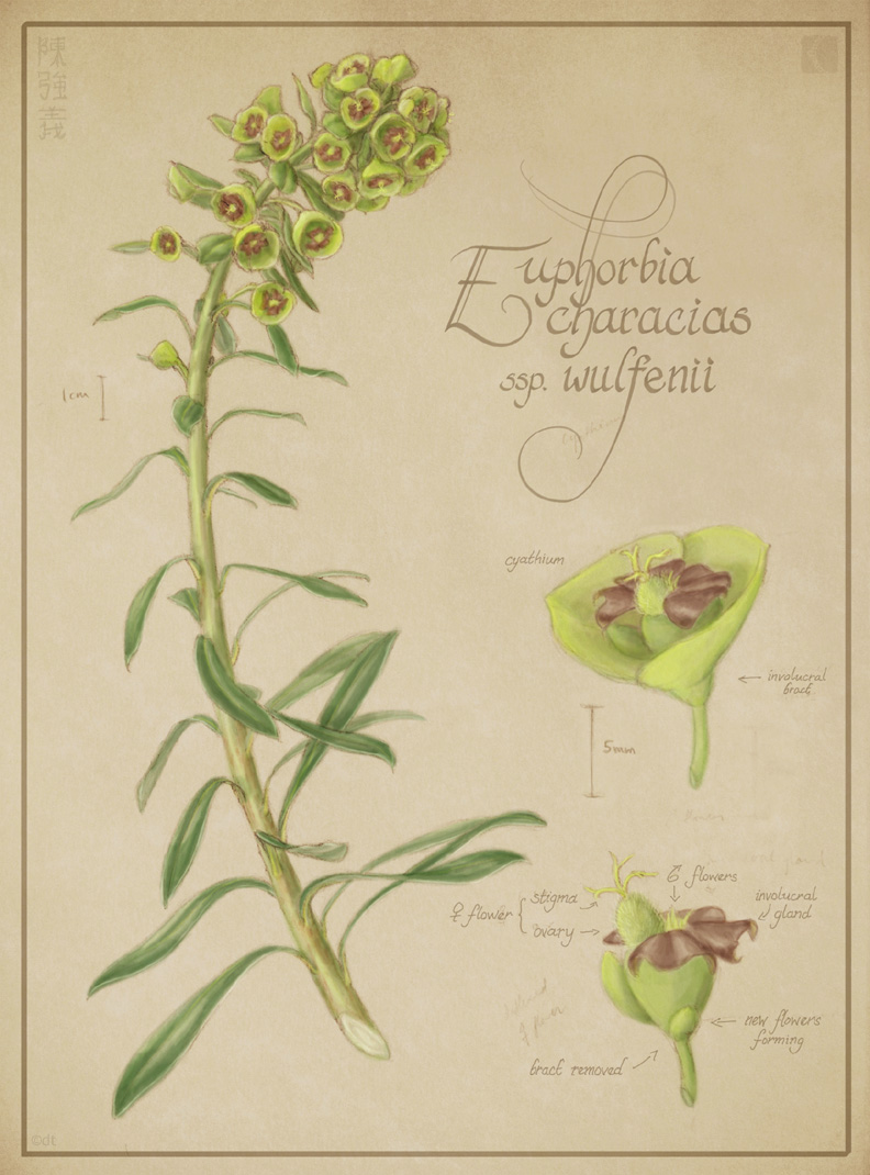 Euphorbia