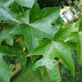 Leaves