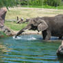 Elephant Playing with Water