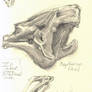 Megatherium skull