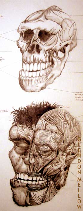 Made-Up Hominid Anatomy