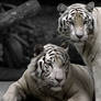 White tigers