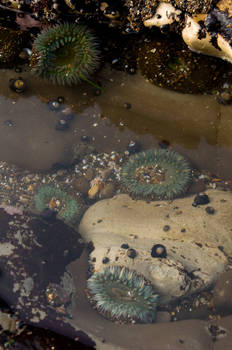 Tide Pool Beauty