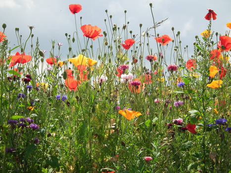 flowers