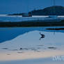 Heron with boats