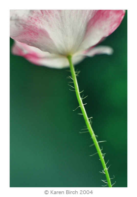 Pink Poppy Two