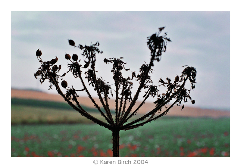 Weed in a Field