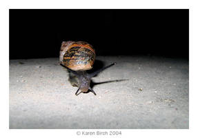 Night Snail