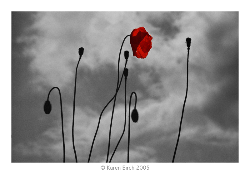 Moody Poppies