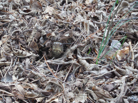 Can You Find the Turtle?